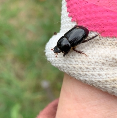 Heteronychus arator (African black beetle) at Murrumbateman, NSW - 8 May 2021 by SimoneC