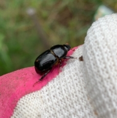 Heteronychus arator at Murrumbateman, NSW - 8 May 2021 03:57 PM