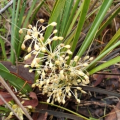 Lomandra filiformis subsp. coriacea (Wattle Matrush) at Cook, ACT - 4 May 2021 by drakes