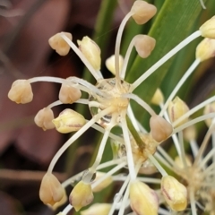 Lomandra filiformis subsp. coriacea at Cook, ACT - 5 May 2021