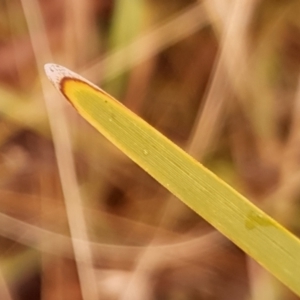 Lomandra filiformis subsp. coriacea at Cook, ACT - 5 May 2021