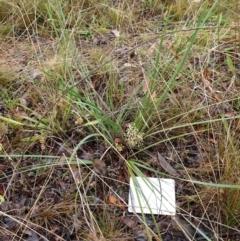 Lomandra filiformis subsp. coriacea at Cook, ACT - 5 May 2021