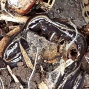 Caenoplana coerulea at Lyneham, ACT - 19 May 2021