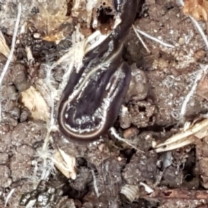 Caenoplana coerulea at Lyneham, ACT - 19 May 2021