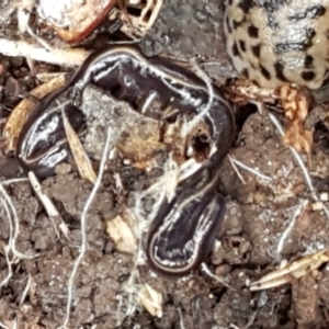 Caenoplana coerulea at Lyneham, ACT - 19 May 2021 09:22 AM