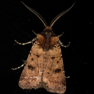 Agrotis porphyricollis at Melba, ACT - 4 Dec 2020 11:02 PM