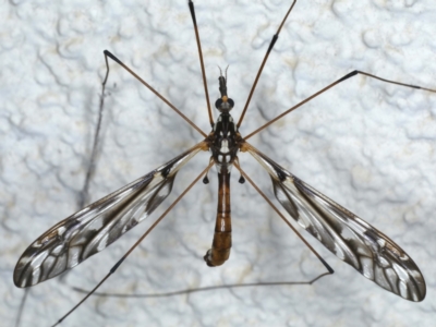 Ischnotoma (Ischnotoma) eburnea (A Crane Fly) at Ainslie, ACT - 6 May 2021 by jb2602