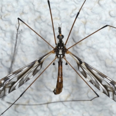 Ischnotoma (Ischnotoma) eburnea (A Crane Fly) at Ainslie, ACT - 6 May 2021 by jb2602