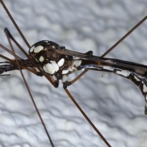 Ischnotoma (Ischnotoma) eburnea at Ainslie, ACT - 6 May 2021