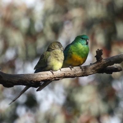 Psephotus haematonotus (Red-rumped Parrot) at Mount Ainslie - 13 May 2021 by jb2602