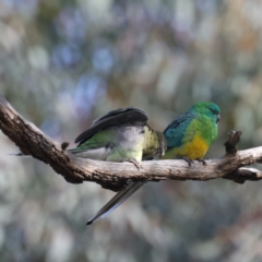 Psephotus haematonotus at Majura, ACT - 13 May 2021