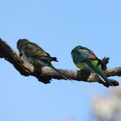 Psephotus haematonotus at Majura, ACT - 13 May 2021