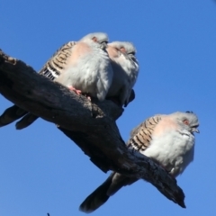 Ocyphaps lophotes (Crested Pigeon) at Goorooyarroo NR (ACT) - 15 May 2021 by jb2602