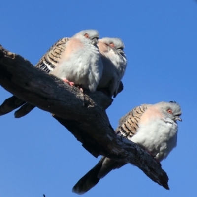Ocyphaps lophotes (Crested Pigeon) at Forde, ACT - 15 May 2021 by jb2602