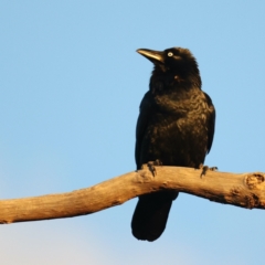 Corvus coronoides (Australian Raven) at Goorooyarroo NR (ACT) - 15 May 2021 by jb2602