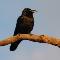 Corvus coronoides at Forde, ACT - 15 May 2021 05:49 PM