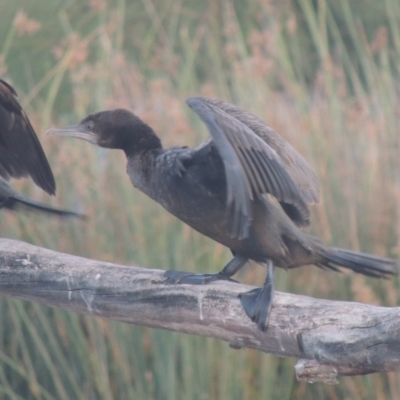 Phalacrocorax sulcirostris (Little Black Cormorant) at Tuggeranong Creek to Monash Grassland - 4 Mar 2021 by michaelb