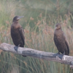 Phalacrocorax sulcirostris at Monash, ACT - 4 Mar 2021