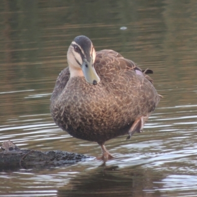 Anas superciliosa (Pacific Black Duck) at Isabella Pond - 4 Mar 2021 by michaelb