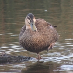 Anas superciliosa (Pacific Black Duck) at Monash, ACT - 4 Mar 2021 by michaelb