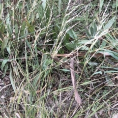 Ehrharta erecta (Panic Veldtgrass) at Hughes, ACT - 19 May 2021 by ruthkerruish