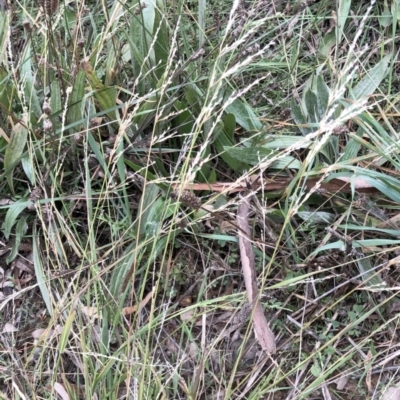 Ehrharta erecta (Panic Veldtgrass) at Red Hill to Yarralumla Creek - 19 May 2021 by ruthkerruish