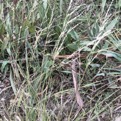 Ehrharta erecta (Panic Veldtgrass) at Hughes Garran Woodland - 19 May 2021 by ruthkerruish