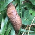 Deroceras reticulatum at Lyneham, ACT - 19 May 2021
