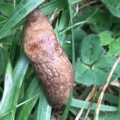 Deroceras reticulatum (Grey Field Slug) at Sullivans Creek, Lyneham South - 19 May 2021 by Ned_Johnston