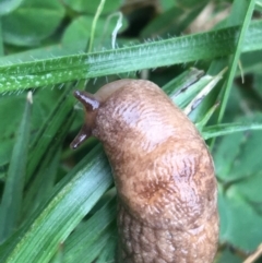 Deroceras reticulatum at Lyneham, ACT - 19 May 2021