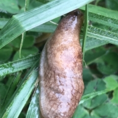 Deroceras reticulatum at Lyneham, ACT - 19 May 2021