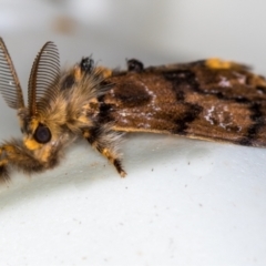 Orgyia anartoides (Painted Apple Moth) at Melba, ACT - 3 Dec 2020 by Bron