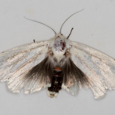Cryptophasa sp. (genus) (Gum Tree Borer Moth) at Melba, ACT - 3 Dec 2020 by Bron