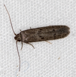 Blastobasis (genus) at Melba, ACT - 3 Dec 2020