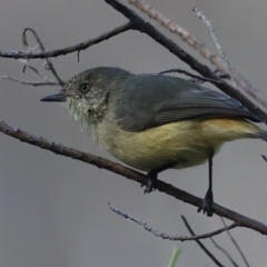 Acanthiza reguloides (Buff-rumped Thornbill) at Majura, ACT - 13 May 2021 by jbromilow50