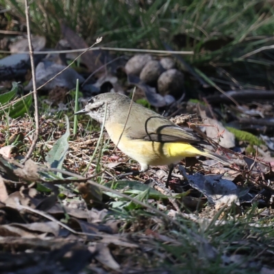 Acanthiza chrysorrhoa (Yellow-rumped Thornbill) at Majura, ACT - 13 May 2021 by jb2602