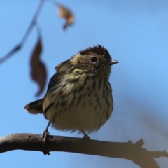 Pyrrholaemus sagittatus (Speckled Warbler) at Mount Ainslie - 13 May 2021 by jb2602