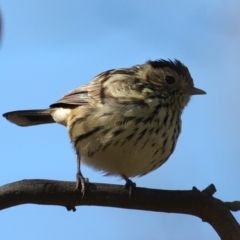 Pyrrholaemus sagittatus at Majura, ACT - 13 May 2021