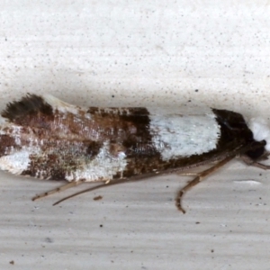 Monopis icterogastra at Ainslie, ACT - 12 May 2021