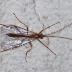 Netelia sp. (genus) (An Ichneumon wasp) at Ainslie, ACT - 14 May 2021 by jbromilow50