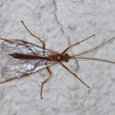 Netelia sp. (genus) (An Ichneumon wasp) at Ainslie, ACT - 14 May 2021 by jb2602