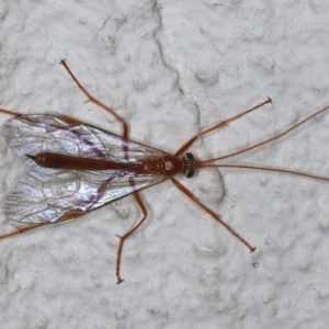Netelia sp. (genus) at Ainslie, ACT - 14 May 2021