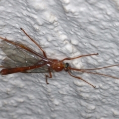 Netelia sp. (genus) at Ainslie, ACT - 14 May 2021