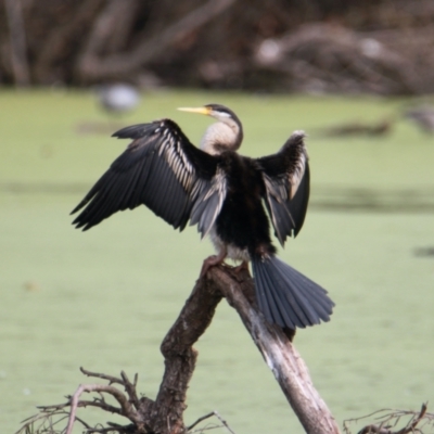 Anhinga novaehollandiae (Australasian Darter) at Albury - 19 May 2021 by PaulF