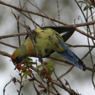 Platycercus elegans flaveolus (Yellow Rosella) at South Albury, NSW - 19 May 2021 by PaulF