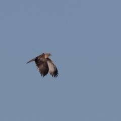 Hieraaetus morphnoides (Little Eagle) at Symonston, ACT - 19 May 2021 by rawshorty