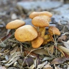 Gymnopilus junonius (Spectacular Rustgill) at Palmerston, ACT - 19 May 2021 by WarrenRowland