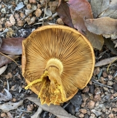 Gymnopilus junonius at Palmerston, ACT - 19 May 2021 02:18 PM