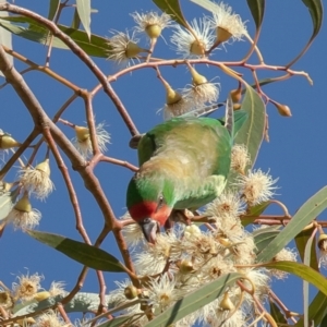 Parvipsitta pusilla at Hackett, ACT - 19 May 2021 02:14 PM