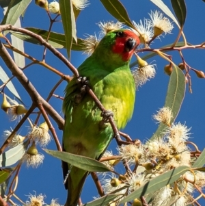 Parvipsitta pusilla at Hackett, ACT - 19 May 2021 02:14 PM